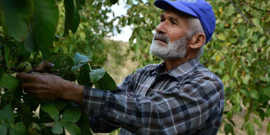 Memuriyeti bitti, üreticiliğe geçti! 12 yıl önce 10 dönüme dikti: 4 yıldır bereketli hasat yapıyor 1